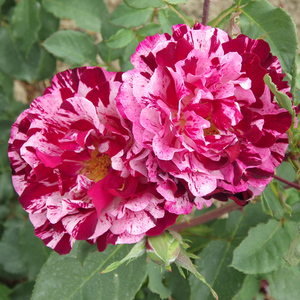 Crèmekleurig met paarsrode strepen - floribunda roos